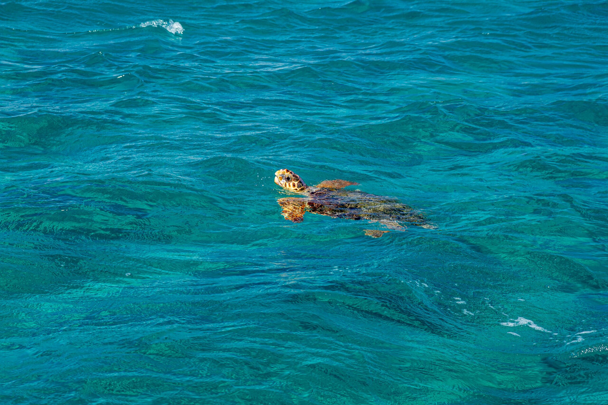 turtle in zakynthos waters ionianwind
